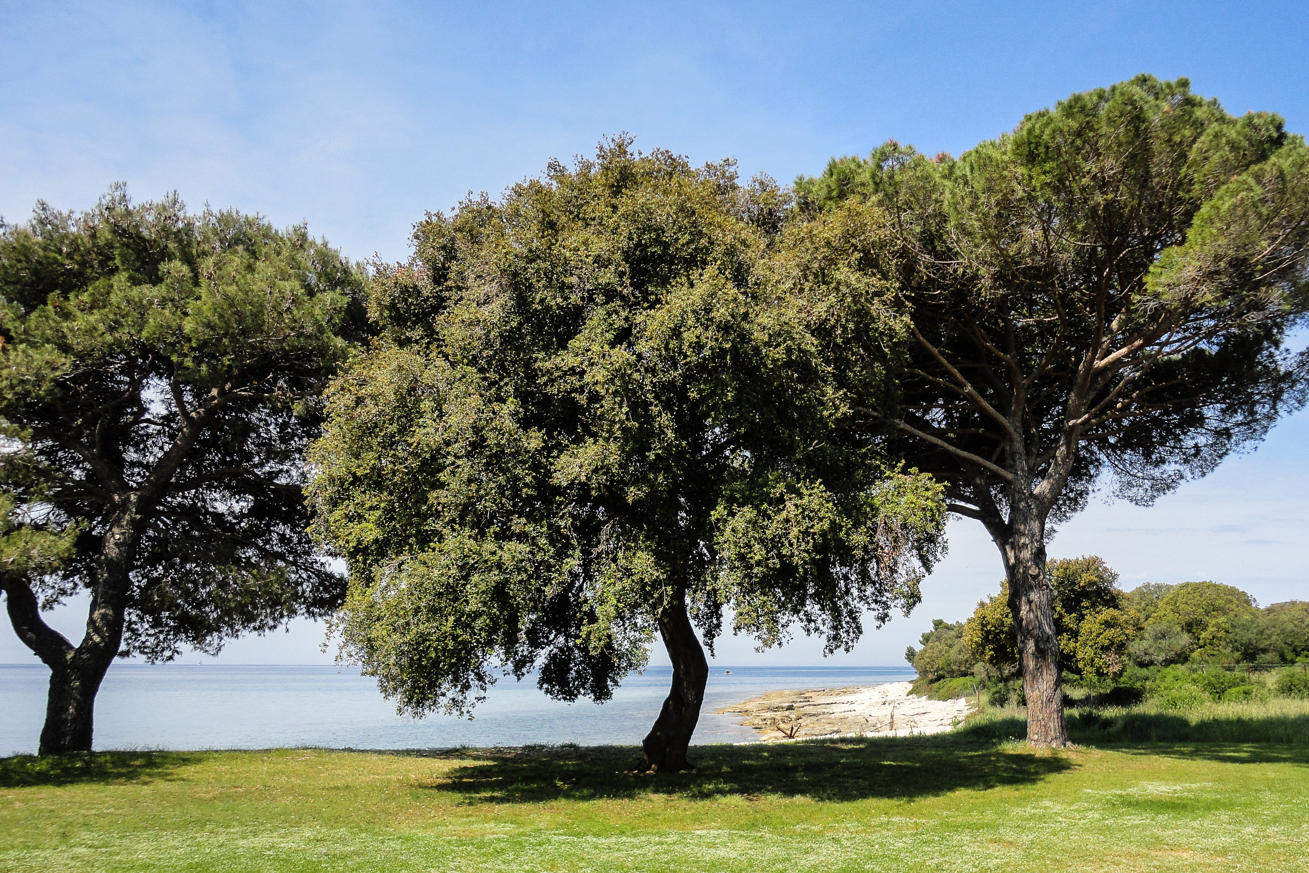 Pinienbäume am Meer bei Pula – Abfahrt am Morgen